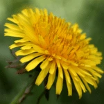 Introducing 60+ Unique flowers name in Gujarati 18 Dandelion