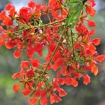 100 Flower names in Sanskrit, English and Hindi With Pictures 76 Delonix Regia