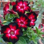 50 Beautiful Flowers Name in Urdu and English Pronunciation with Pictures 91 Desert Rose