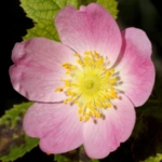 Dog Rose