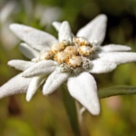 Introducing 60+ Unique flowers name in Gujarati 57 Edelweiss