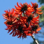 50 Beautiful Flowers Name in Urdu and English Pronunciation with Pictures 76 Erythrina