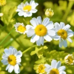 Feverfew