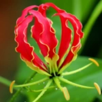 100 Flower names in Sanskrit, English and Hindi With Pictures 85 Flame Lily