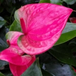 Flamingo Flower