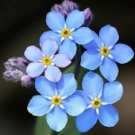 Forget-Me-Not