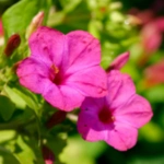 50 Beautiful Flowers Name in Urdu and English Pronunciation with Pictures 80 Four O’clock