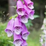 List of 50+ Flowers name in Marathi, English and Hindi With Pictures 36 Foxglove