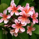 Frangipani