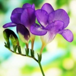List of 50+ Flowers name in Marathi, English and Hindi With Pictures 45 Freesia