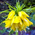 Fritillaria
