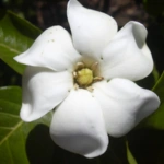 List of 50+ Flowers name in Marathi, English and Hindi With Pictures 50 Gardenia