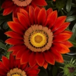 Gazania