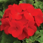 List of 50+ Flowers name in Marathi, English and Hindi With Pictures 23 Geranium