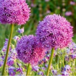 Giant Allium