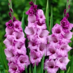List of 50+ Flowers name in Marathi, English and Hindi With Pictures 46 Gladiolus