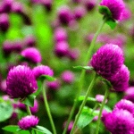 Globe Amaranth