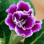 Introducing 60+ Unique flowers name in Gujarati 59 Gloxinia