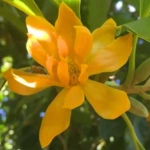 100 Flower names in Sanskrit, English and Hindi With Pictures 56 Golden Champa