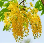 Introducing 60+ Unique flowers name in Gujarati 60 Golden Shower