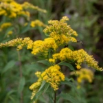 Goldenrod