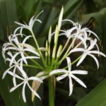 Grand Crinum Lily