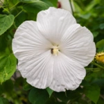 Hardy Hibiscus