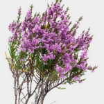 List of 50+ Flowers name in Marathi, English and Hindi With Pictures 48 Heather