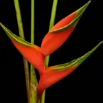 List of 50+ Flowers name in Marathi, English and Hindi With Pictures 47 Heliconia
