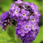100 Flower names in Sanskrit, English and Hindi With Pictures 59 Heliotrope