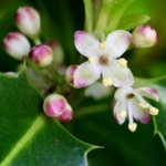 List of 50+ Flowers name in Marathi, English and Hindi With Pictures 51 Holly