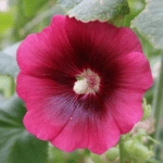 Introducing 60+ Unique flowers name in Gujarati 35 Hollyhock