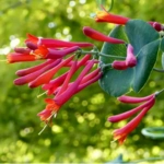 Introducing 60+ Unique flowers name in Gujarati 62 Honeysuckle