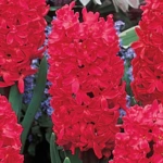 List of 50+ Flowers name in Marathi, English and Hindi With Pictures 28 Hyacinth