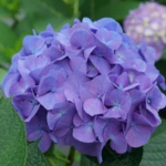 Introducing 60+ Unique flowers name in Gujarati 37 Hydrangea