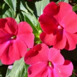 List of 50+ Flowers name in Marathi, English and Hindi With Pictures 52 Impatiens