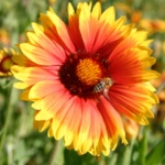 Indian Blanket