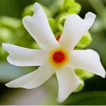 Indian Coral Jasmine