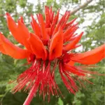 Introducing 60+ Unique flowers name in Gujarati 52 Coral Tree