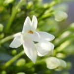 100 Flower names in Sanskrit, English and Hindi With Pictures 80 Indian Cork Tree Flower