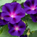 Ipomoea flower