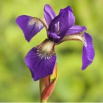 100 Flower names in Sanskrit, English and Hindi With Pictures 23 Iris