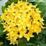 Introducing 60+ Unique flowers name in Gujarati 65 Ixora