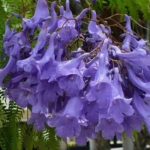 Introducing 60+ Unique flowers name in Gujarati 66 Jacaranda