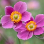 Japanese Anemone