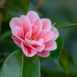 Japanese Camellia
