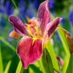 100 Flower names in Sanskrit, English and Hindi With Pictures 92 Japanese Iris