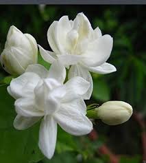 List of 50+ Flowers name in Marathi, English and Hindi With Pictures 4 Jasmine