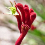 Kangaroo Paw