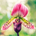 Lady’s Slipper Orchid